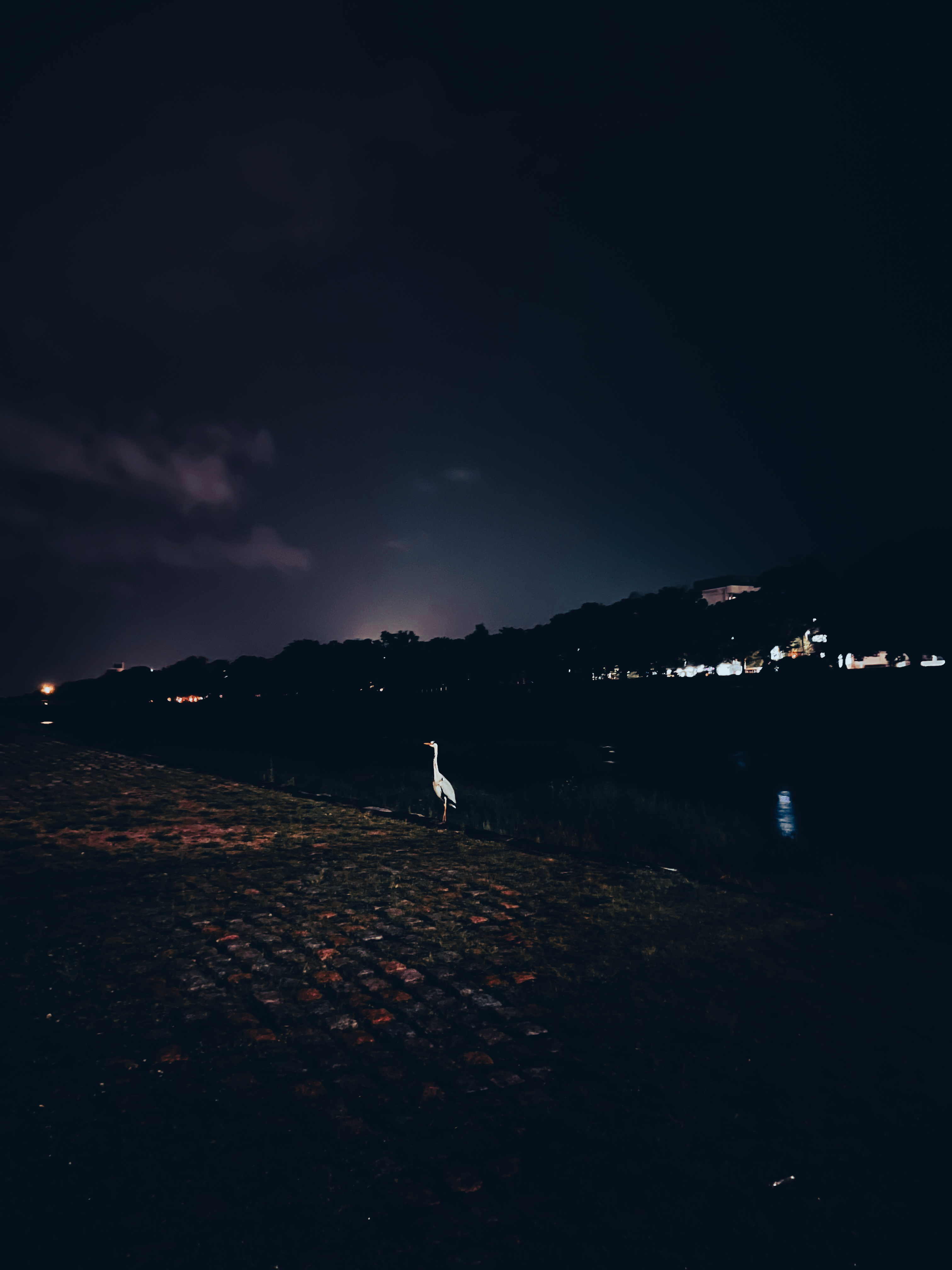 Héron sur le Kamogawa